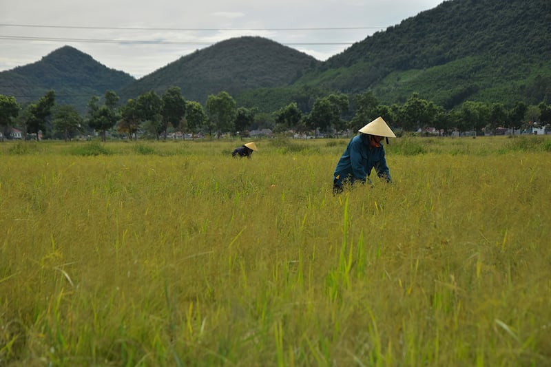 Two women in traditional Vietnamese farming hats bend down in a rice field with mountains in the distance