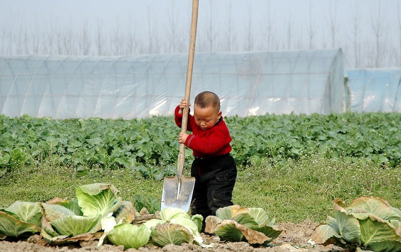 中央农村工作会议日前在北京举行,中国领导人习近平对"三农"工作作出指示。(路透社图片)